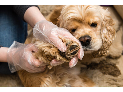 Examining a Dog’s Skin and Coat